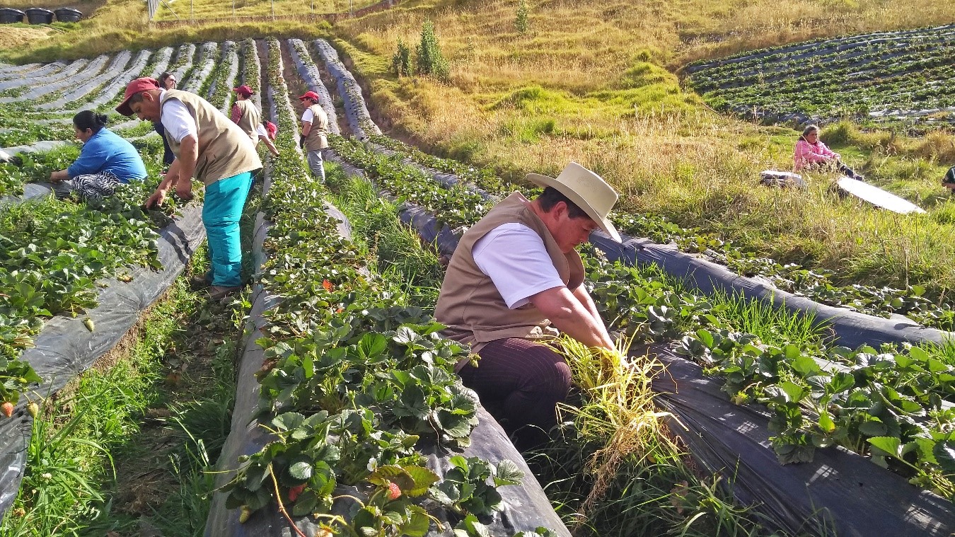 Campesinos arando la tierra